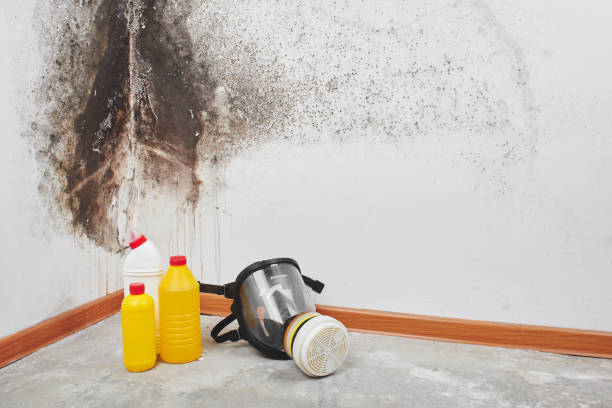 Best Fast Mold Removal  in Roxana, IL