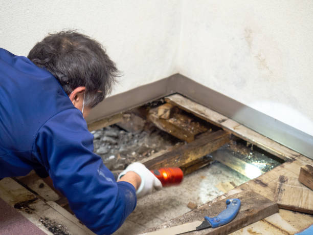 Best Mold Damage Repair  in Roxana, IL