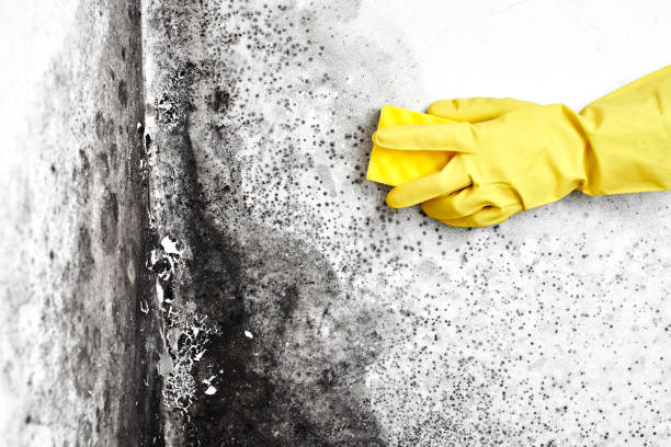Best Best Mold Removal Companies  in Roxana, IL