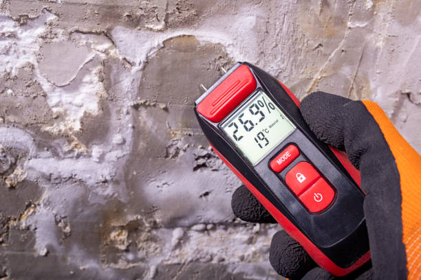 Best Fast Mold Removal  in Roxana, IL