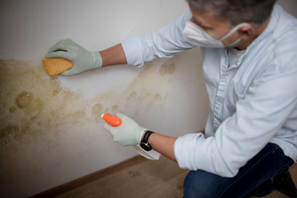Best Local Mold Removal Service  in Roxana, IL