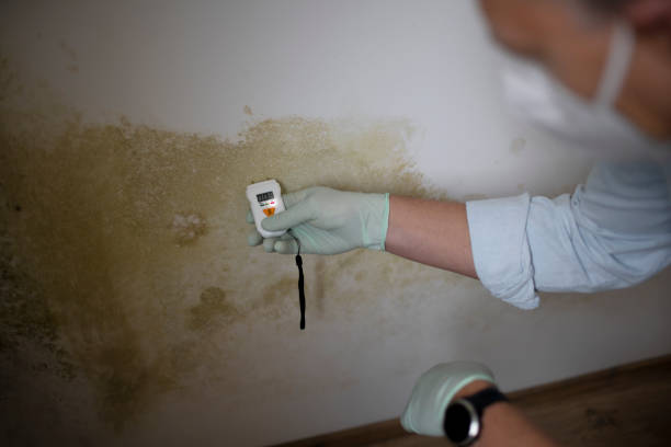 Best Mold Cleaning Services  in Roxana, IL