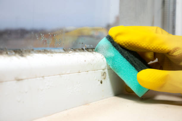 Mold Removal Process in Roxana, IL