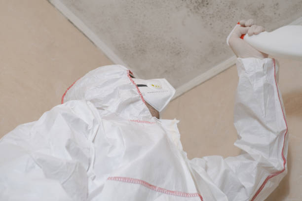 Mold Removal Process in Roxana, IL