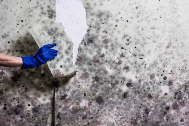Crawl Space Mold Removal in Roxana, IL